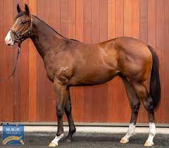 Prince Of Boom Dominates in Healy Stakes | Breednet