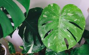 Can you please help me identify the reason of the issue and how to fix this and prevent it in the future. The Ultimate Guide To Monstera Leaf Care Monstera Plant Resource
