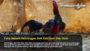 Katuranggan Sisik Kaki Ayam Satu Garis Ayam Fakta Menarik Penggaris