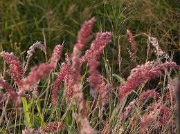 Image result for Kyllinga alba