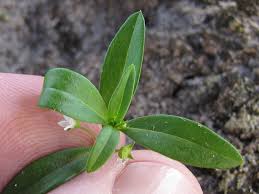 Image result for Oldenlandia angolensis