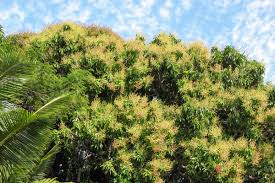 Image result for Mangifera indica
