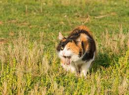 Cat Throwing Up Food But Acting Normal