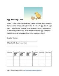 Keeping Chicken Health Records For Your Flock Chicken