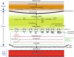 Albumin Springerlink