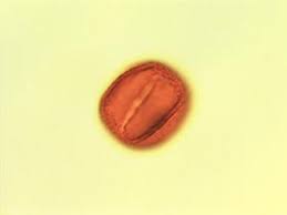 Image result for Argocoffeopsis