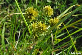 Image result for Cyperus fischerianus