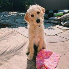 Best Labradoodle Rescue Our Top 10 Picks Labradoodle Labradoodle Rescue Rescue Dogs