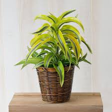 Gratis verzending vanaf €45 hydrocultuur planten vers van de kweker grootste assortiment Dracaena Lemon Surprise White Flower Farm