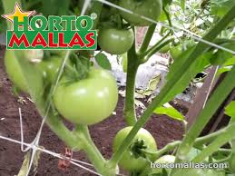 Pests(such as birds, squirrels, and bugs) 3. Tomato Net Saving Your Tomato From Birds And Rats Hortomallas Supporting Your Crops