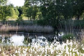 Kurtaxenfrei, bettwäsche & handtücher auf wunsch, fahrräder, direkte kanallage mit blick auf das große meer, ideal für angler, ideal für familien. File Blick Auf Nebengewasser Ewiges Meer Ostfriesland Niedersachsen Gehort Zum Nenndorfer Hochmoor Auf Dem Oldenburgisch Ostfriesischen Geestrucken 1 Jpg Wikimedia Commons
