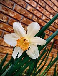 Obituary information for Brenda Kay Green