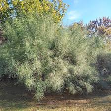Image result for Parkinsonia aculeata