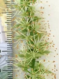 Image result for Crudia