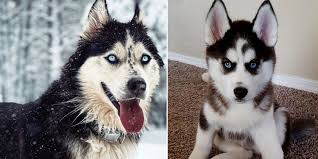 Kurtlar otobur olan memeli hayvanlarla beslenir, fakat yemek imkanı kısıtlı olduğu zamanlarda sincap, fare, kuş gibi hayvanları da avlayıp yiyebilir. Husky Kopek Sibirya Kurdu Hakkinda Bilmeniz Gereken 12 Sey