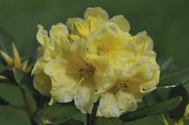 Yellow Petticoats Rhododendron Rhododendron Azaleas Plants