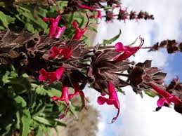 Image result for Swertia brownii