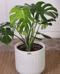 Image result for Monstera