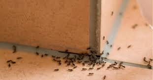Pest control rochester new york usa ultimate pest control rays property maintenance and pest control rcd exterminating inc flower city pest elimination pest control, pest, Pest Control Rochester Ny Pest Exterminator
