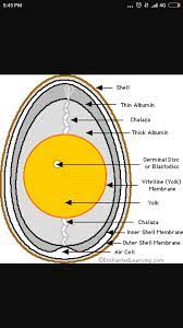 Maybe you would like to learn more about one of these? Draw And Label The Hen S Egg Brainly In