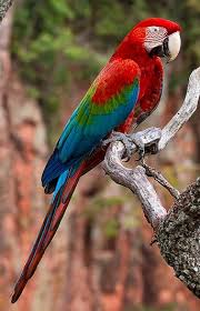 Arara Vermelha Ou Arara Verde Ara Chloropterus Gray 1859 C Alexandre Gualhanone Red And Green Macaw Araras Aves Papagaio Parrot