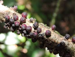 Image result for Apodanthaceae