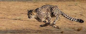 Search, discover and share your favorite so fast gifs. What Makes Cheetahs So Fast Safari Ventures