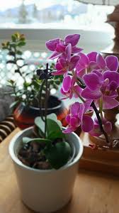 Check spelling or type a new query. Orchid Care For Beginners It S Easier Than You Thought Take Them Outside