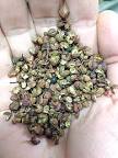 Image result for Sichuan Pepper