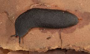 Slug, the very word has the ability to make gardeners faces twist and contort in ways they shouldn't. Terresterial Slugs Of Florida