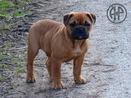 Tons of awesome english bulldog wallpapers to download for free. Continental Bulldog Alchetron The Free Social Encyclopedia