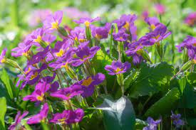 Whatever month you were born in there are flowers for your month. February Birth Flowers Primrose And Violet What Do They Mean The Old Farmer S Almanac