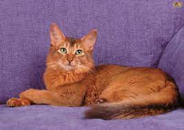 the somali cat catbreeds somalicat cat breeds cats cats and kittens