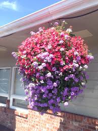 Check spelling or type a new query. Lavender Verbena Coral Petunias Sunrise Orange Millionbells And Salmon Diascia Summer Hanging Basket For Annual Plants Garden Center Container Gardening