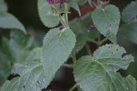Image result for Stachys pseudonigricans