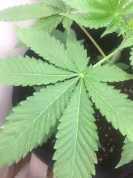 And pothos plant care tips and tricks. Small White Spots Grow Question By Drjoint Growdiaries