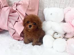 ドワーフ！爆毛！お目目くりくり！ レッドの女の子＊4414 – トイプードル・ティーカッププードルのブリーダー「ルアンジュ」表参道・青山のペットサロン