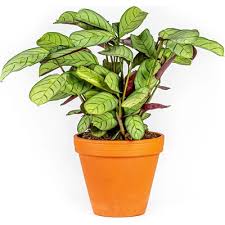 Image result for Ktenante Ctenanthe