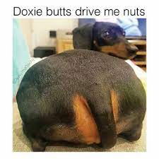 50 Funniest Dachshund Memes