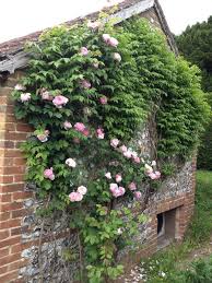 We did not find results for: Chi Era David Austin E Come Ha Rivoluzionato Il Mondo Delle Rose