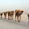 What impact did the camel saddle have on arab prosperity? Https Encrypted Tbn0 Gstatic Com Images Q Tbn And9gctlxkcso9txcdzgiy6iwtvs2 Kqdlutwvusmyu Aimsmxv0jg1r Usqp Cau