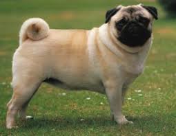 We encourage you to spend considerable time thinking about and researching the type of pet most suitable to your family. Dog Sale Purchase In Patna