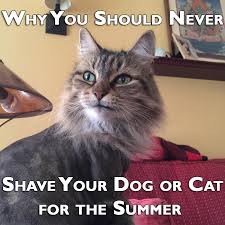 He is an indoor only cat and we keep the air on all the time. Why You Should Never Shave Your Dog Or Cat For The Summer Pethelpful By Fellow Animal Lovers And Experts
