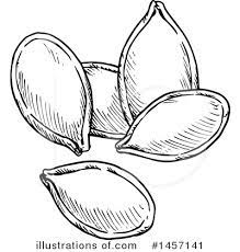 We offer you for free download top of pumpkin seeds clipart black and white pictures. Pumpkin Seeds Clipart 1457141 Illustration By Vector Tradition Sm