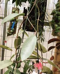 Our hoya silver dollar sold out after only being listed for two days! Hoya Silver Dollar Little Garden In The Country
