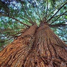 Cedarwood Cedar Trees Cedarwood Cedarwood Oil