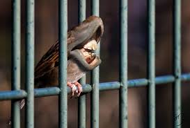 Creepy Bird With Big Mouth Big Mouth Birds My Newest Series Of Hybrid Animals Animals Human Teeth Birds