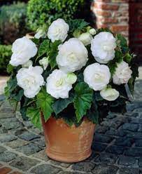 Begonia flowers in blue pots. All About Begonias Flower Planters Flower Pots White Flowers