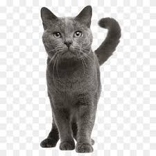 The european shorthair cat is one of the oldest breeds of domestic cats. European Shorthair Png Images Pngwing