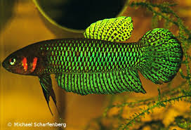 Betta Fish Sale On Twitter Another Variation Of Betta Hendra This Wild Bettafish Type Looks Quite Beautiful Fish Pets Fishtank Bettafacts Https T Co Eyd2vbcbk0